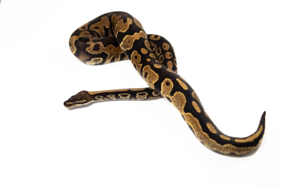 Yellow Belly Het Axanthic (TSK) Het Piebald Ball Python by Arctic Morphs