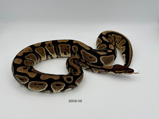 Het Desert Ghost 50% Het Cryptic Ball Python by Arctic Morphs