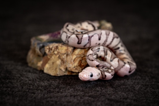 TSK Axanthic Specter Killer Clown Het Desert Ghost Ball Python by ...