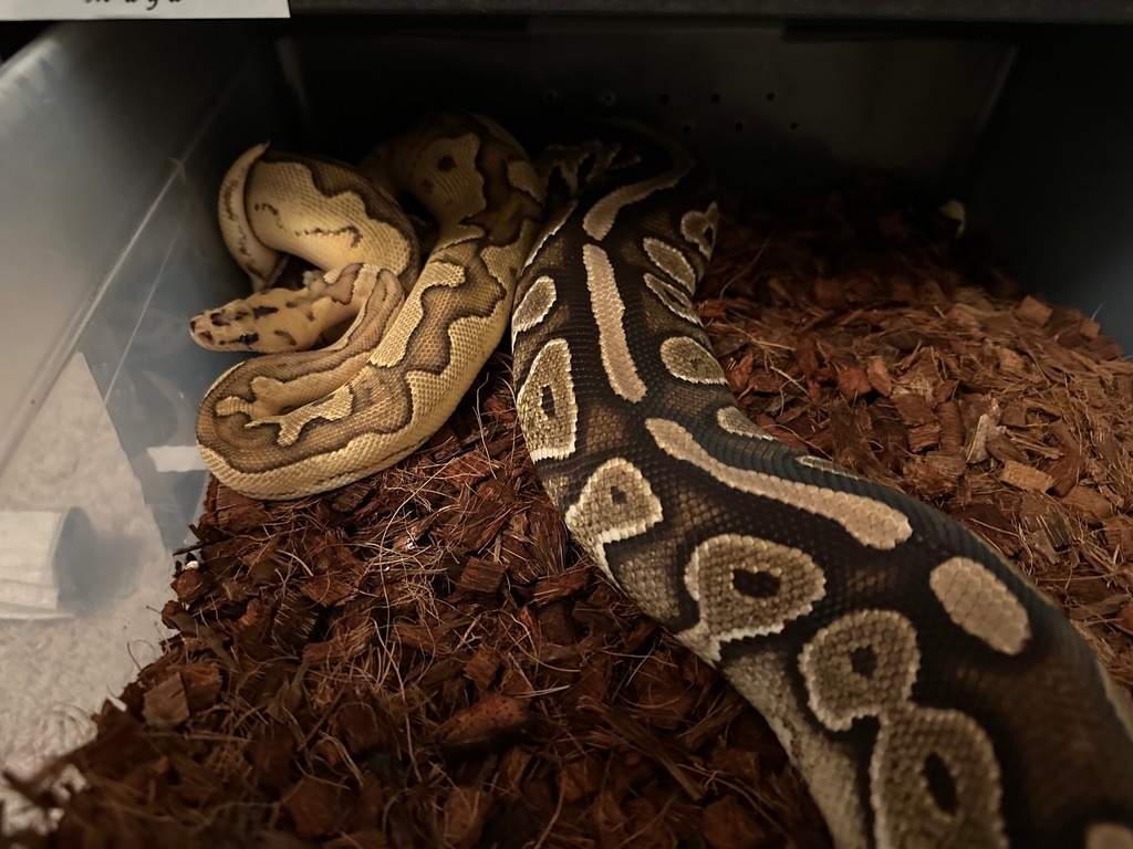 Ball Python Clutch: 2501 by Arctic Morphs - MorphMarket