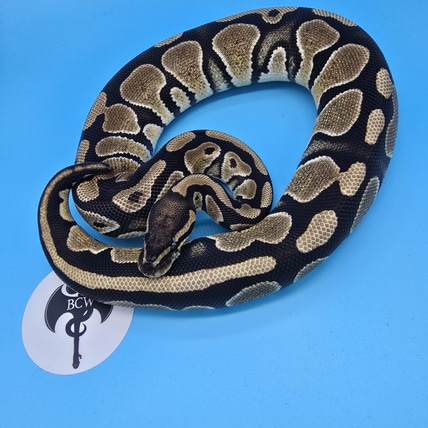 Het Hypo Het Desert Ghost Ball Python