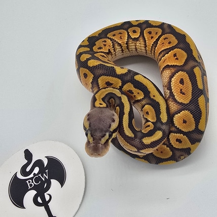 Hypo Fire Het Desert Ghost Ball Python