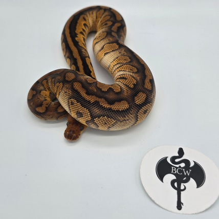 Stranger Clown Ball Python