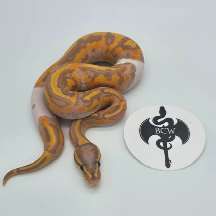 Coral Glow Piebald O1 Ball Python
