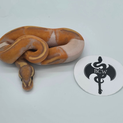 Coral Glow GHI Piebald O2 Ball Python