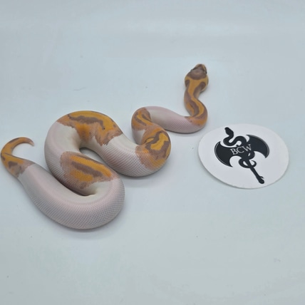 Coral Glow Piebald O3 Ball Python