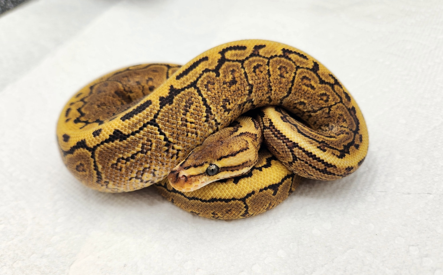 Spotnose Pinstripe Ball Python by Allison Hyde - MorphMarket