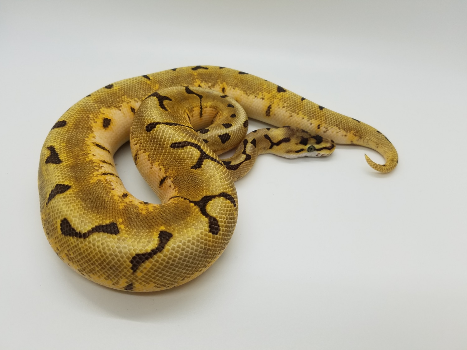 Super Enchi Spider Ball Python by Ryan & Liz's Ball Pythons - MorphMarket