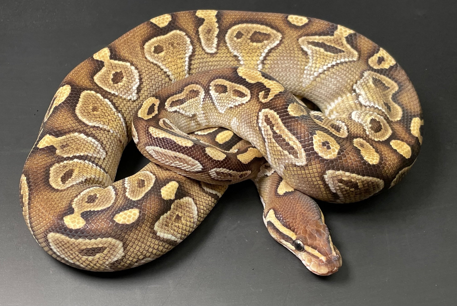 Female Blackhead Lesser Red & Ringer Ball Python by Hognose.UK ...