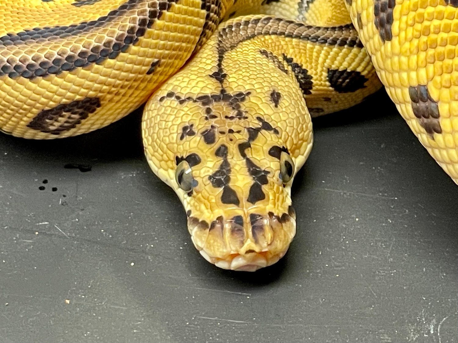 Pastel Volta Batman Ball Python by Hognose.UK - MorphMarket