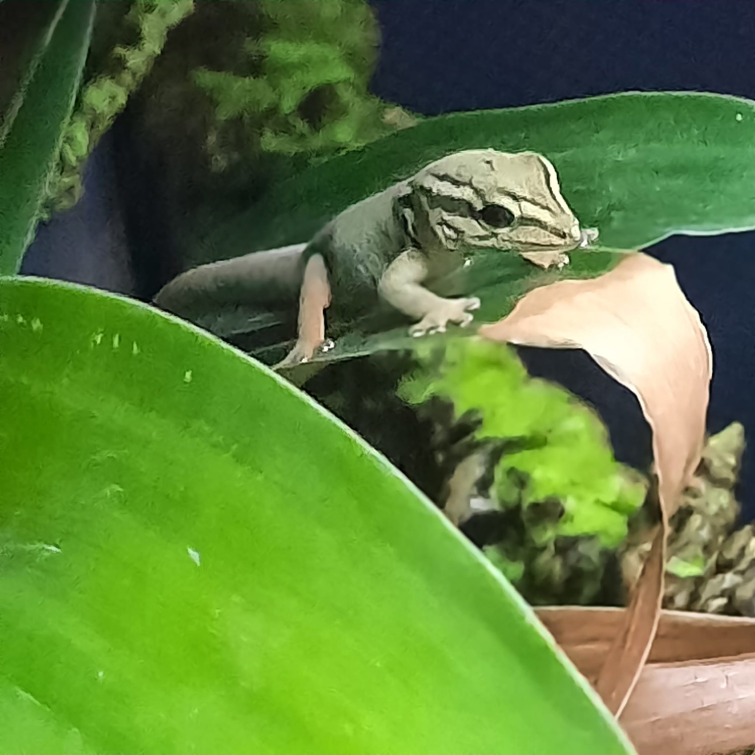 CB Lygodactylus Williamsi Day Gecko by Ollie's Electric Blue Day Geckos