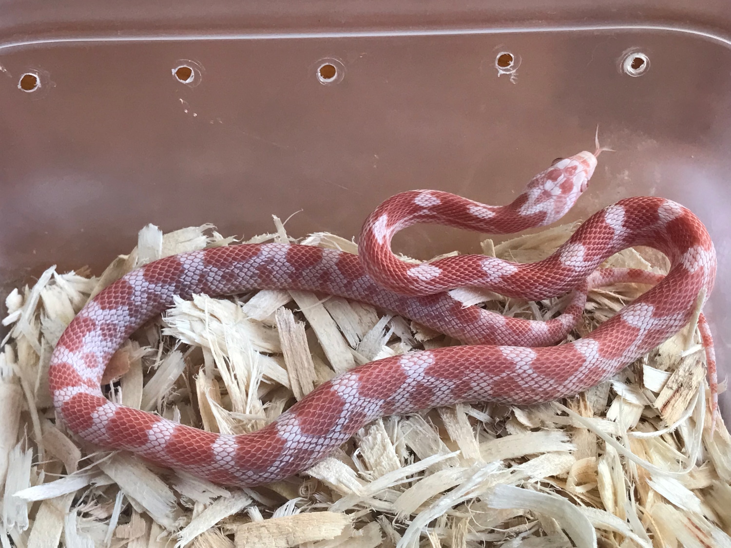 Peppermint Corn Snake by Cody's Corn Snakes MorphMarket