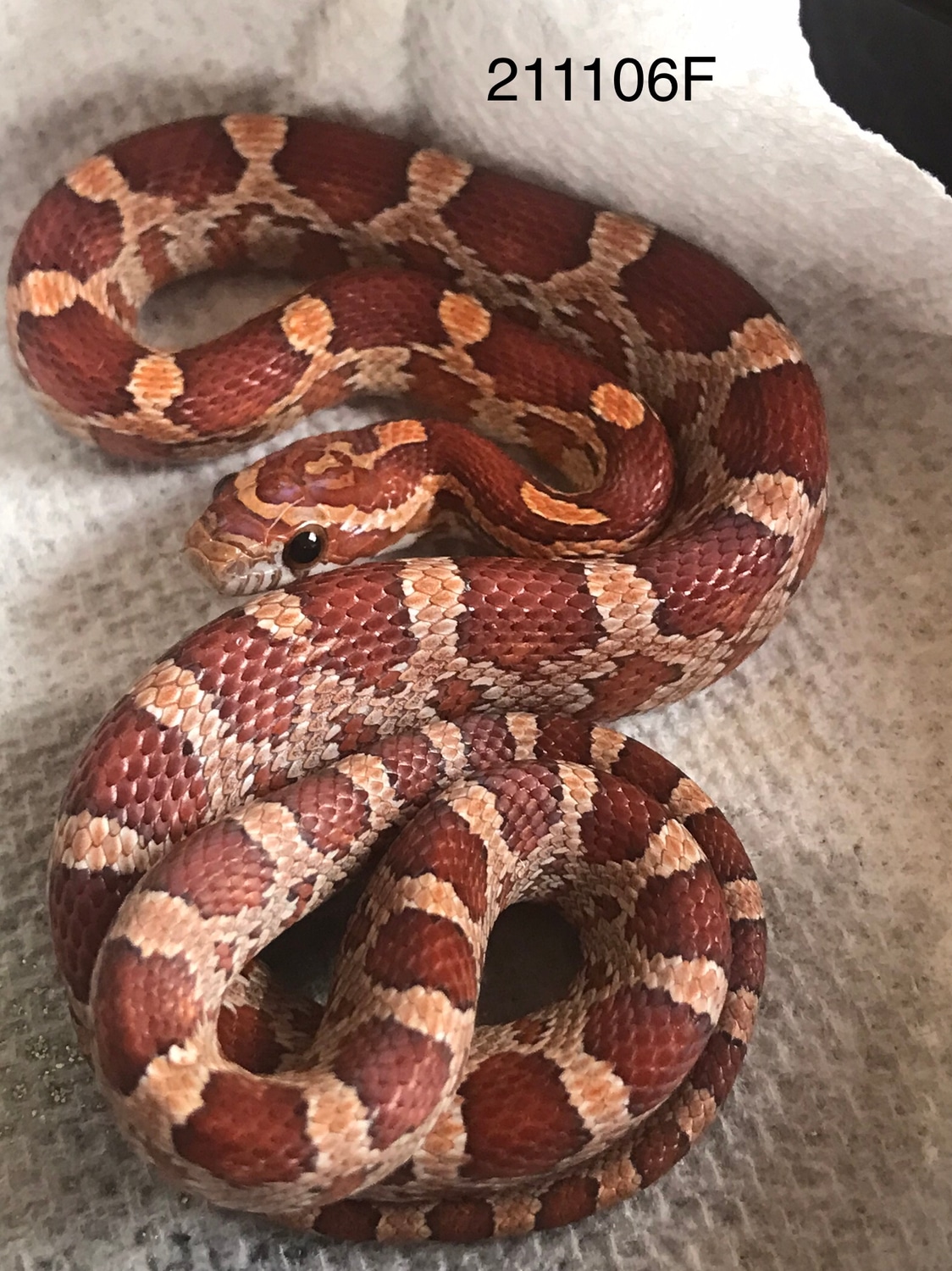 Het Palmetto Corn Snake by Cody's Corn Snakes MorphMarket