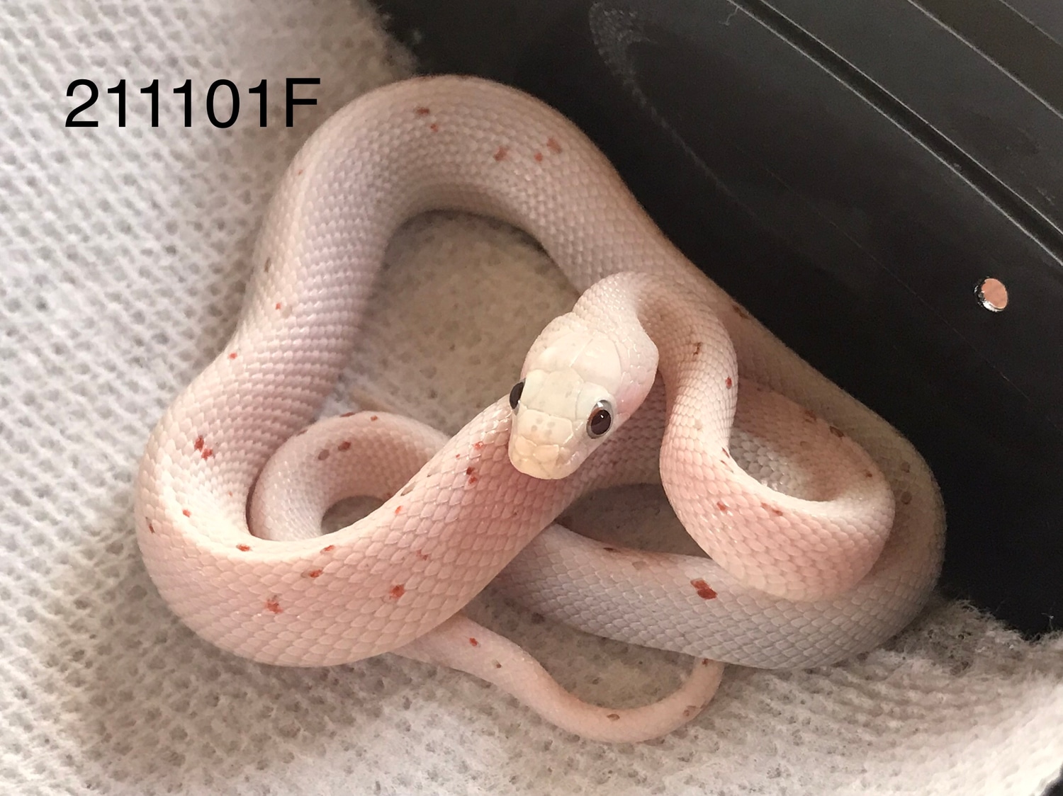 Palmetto Corn Snake by Cody's Corn Snakes MorphMarket