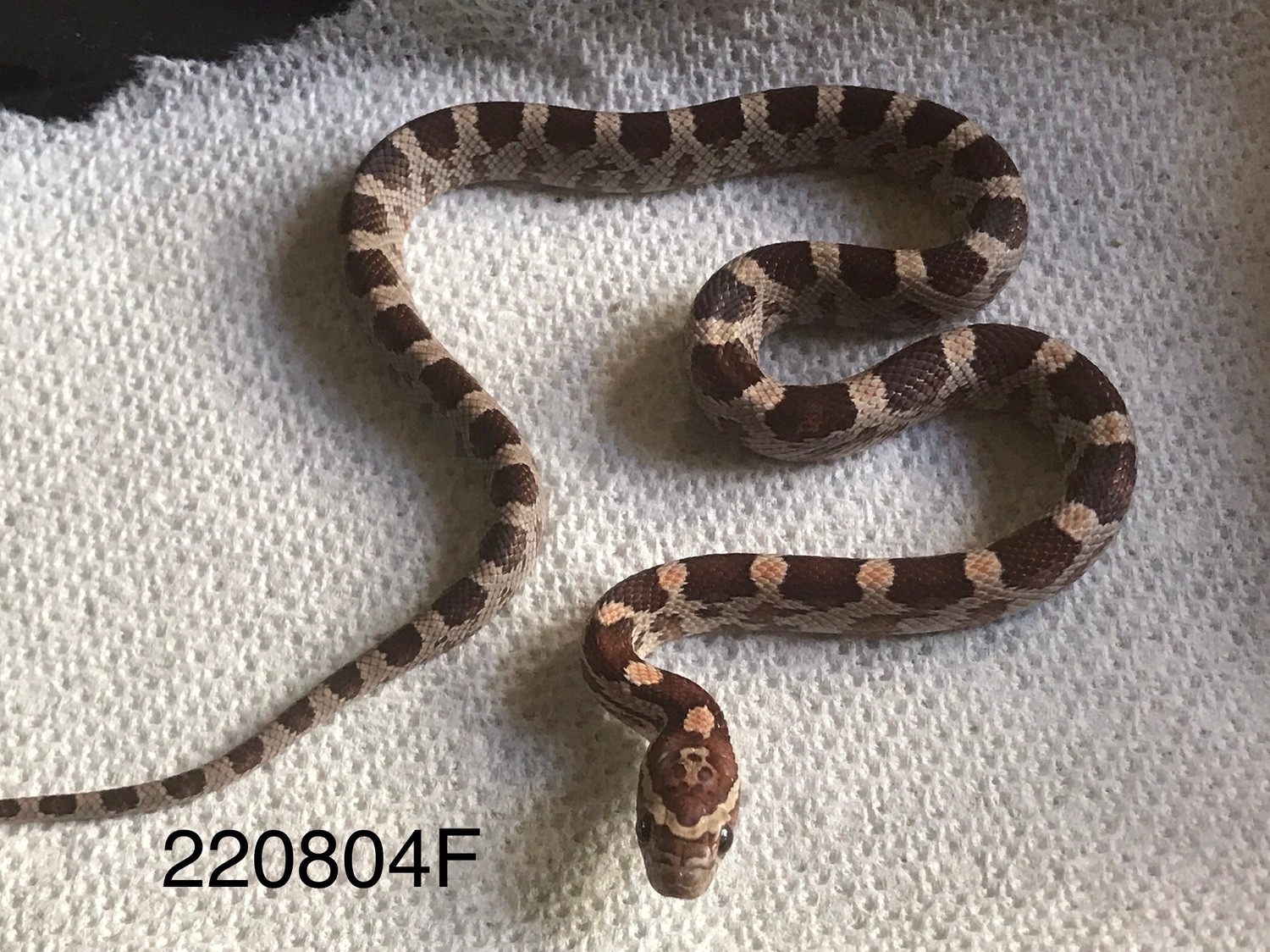 Het Palmetto Corn Snake by Cody's Corn Snakes MorphMarket