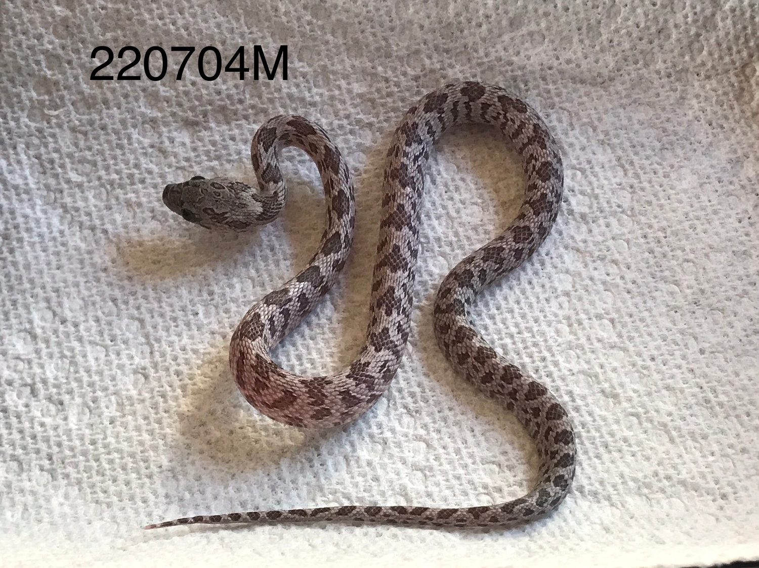 Shatter Corn Snake by Cody's Corn Snakes MorphMarket
