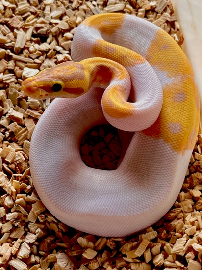 Banana Yellowbelly Orange Dream GeneX Enchi Pied Pos Fire Ball Python ...