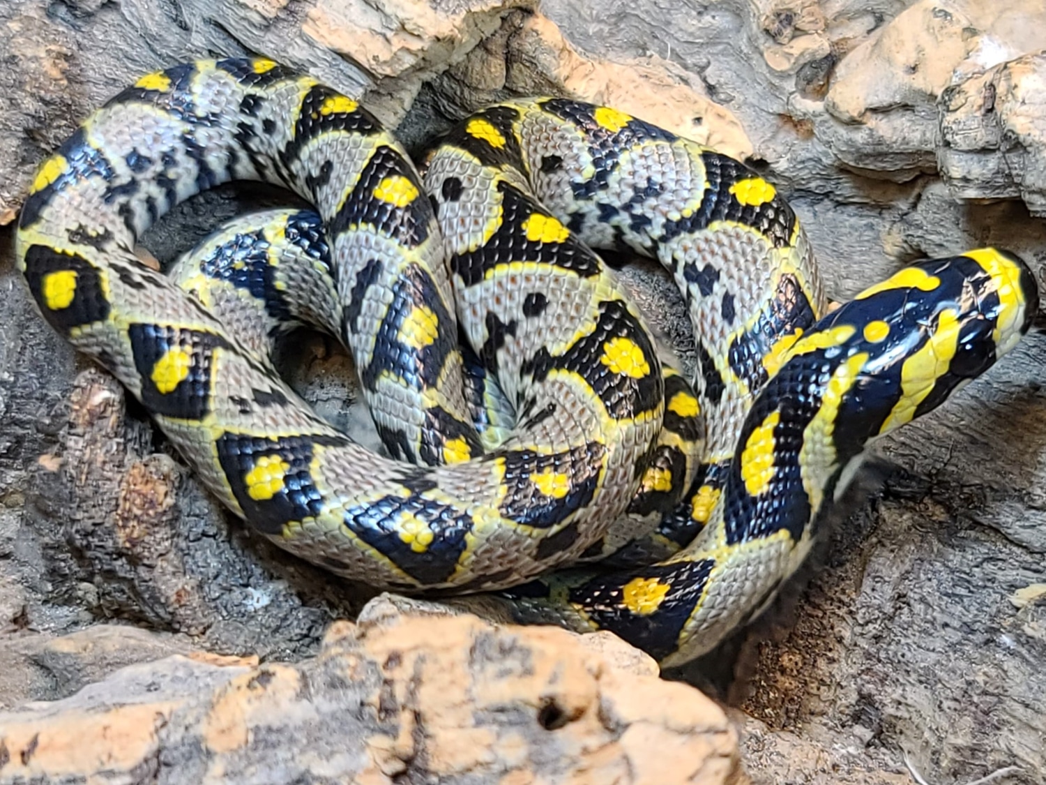Mandarin Rat Snake by Metazotics - MorphMarket