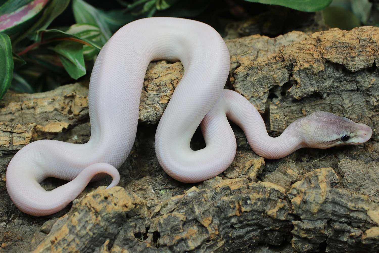 Sterling Pied Probable Sandblast Ball Python by Osborne Reptiles ...