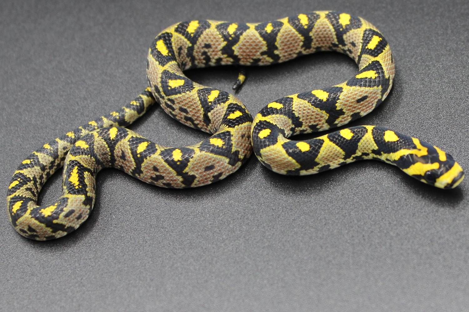 Mandarin Mandarin Rat Snake by Metazotics - MorphMarket
