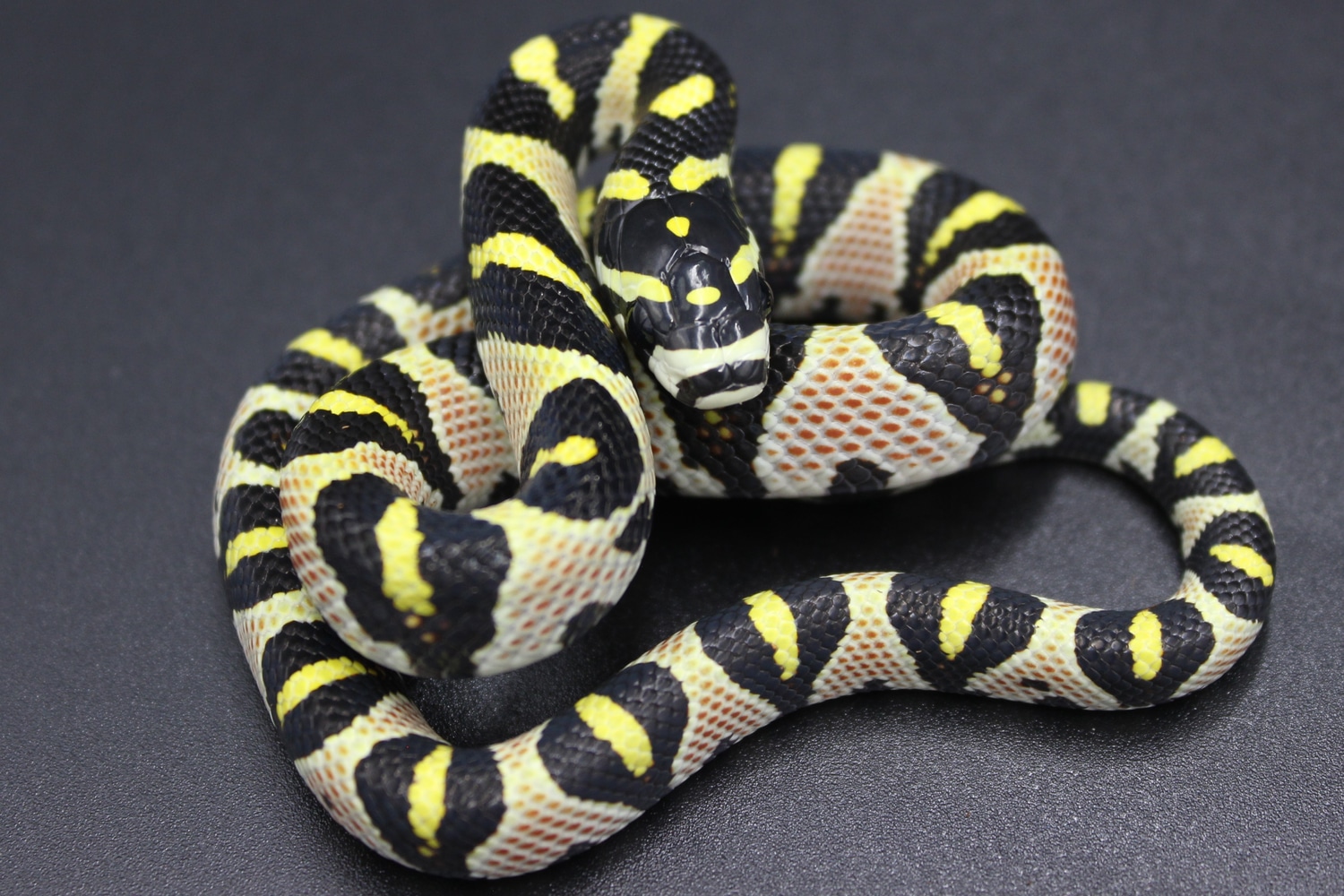 Axanthic Vietnamese Mandarin Rat Snake by Metazotics - MorphMarket