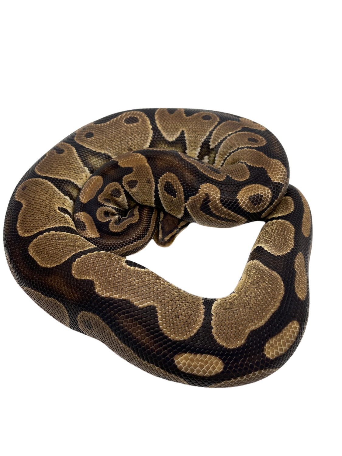 Breed Ready Normal Female Ball Python by Basement Pythons MorphMarket