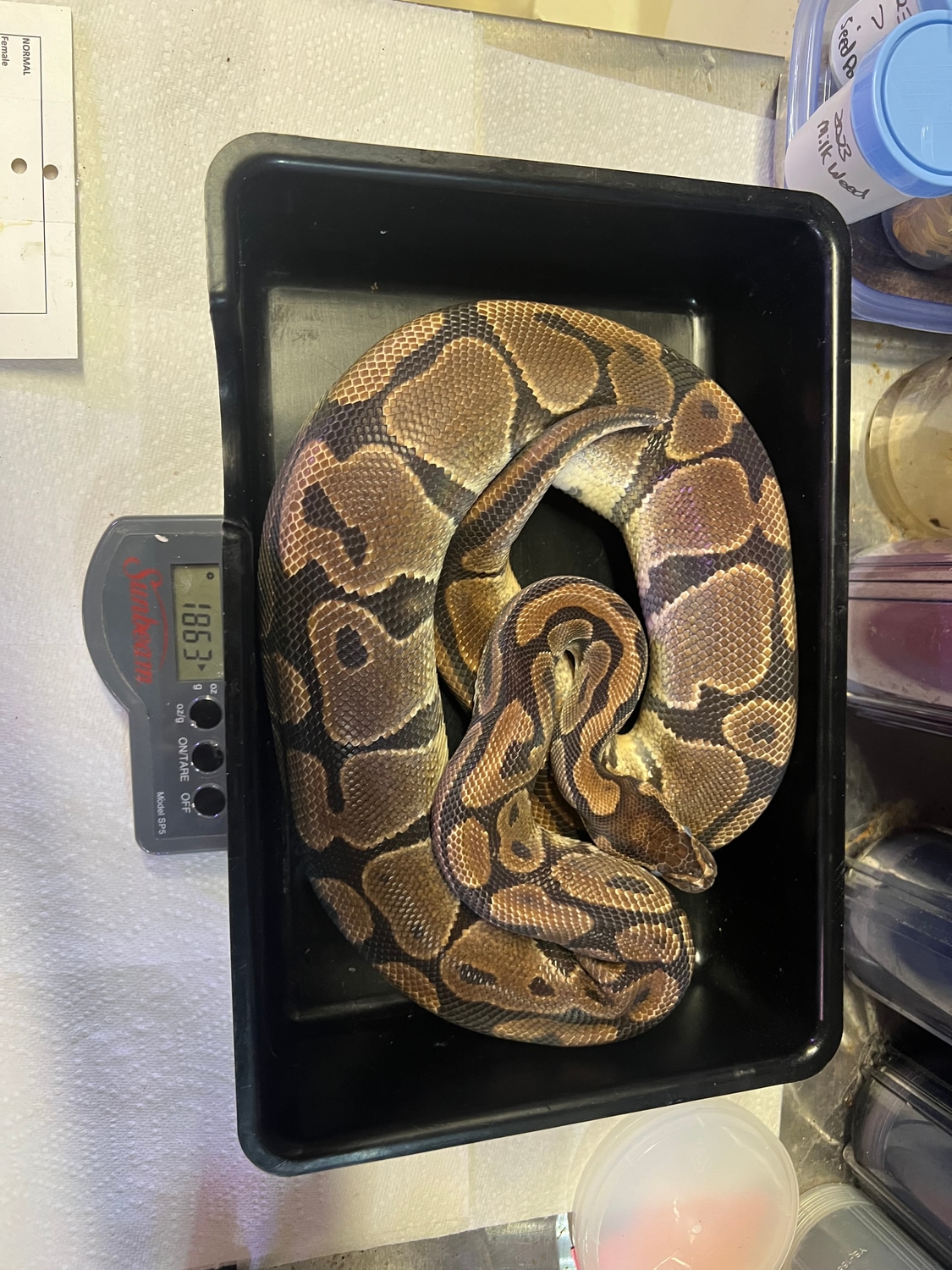 Normal Ball Python by Lawrence Reptiles and Terrariums - MorphMarket