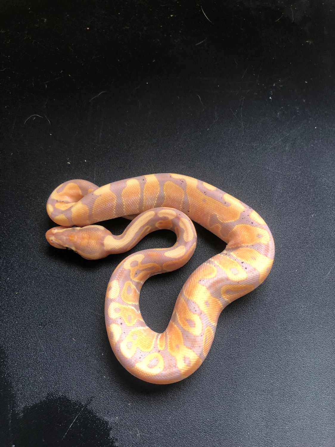 Banana Calico Ball Python by Batty Exotics MorphMarket
