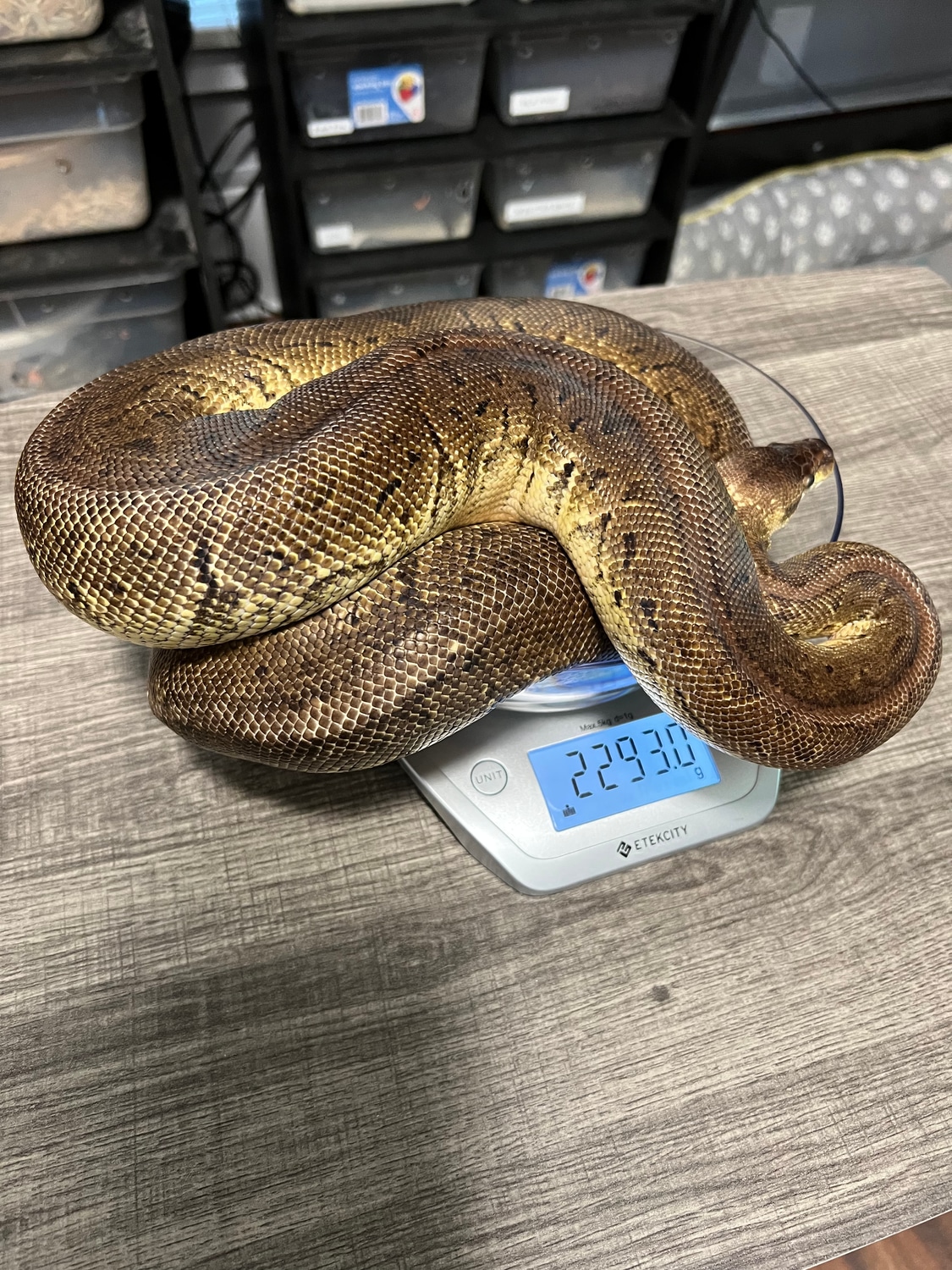 Pewter Blast Ball Python by Batty Exotics - MorphMarket