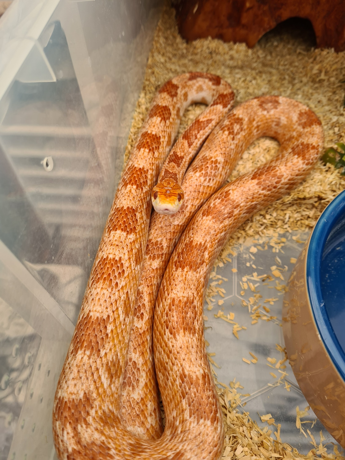 Amel Corn Snake by Obsession Corns MorphMarket