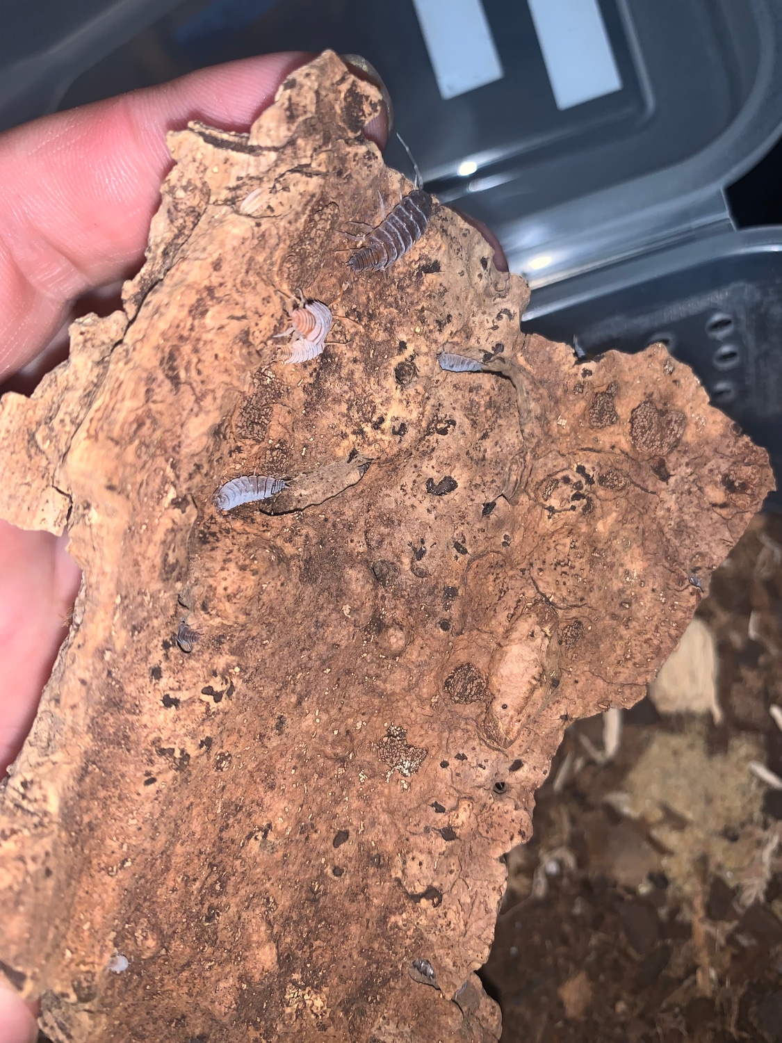 10 Ct Powder Mix Isopod by Michiganda isopods MorphMarket