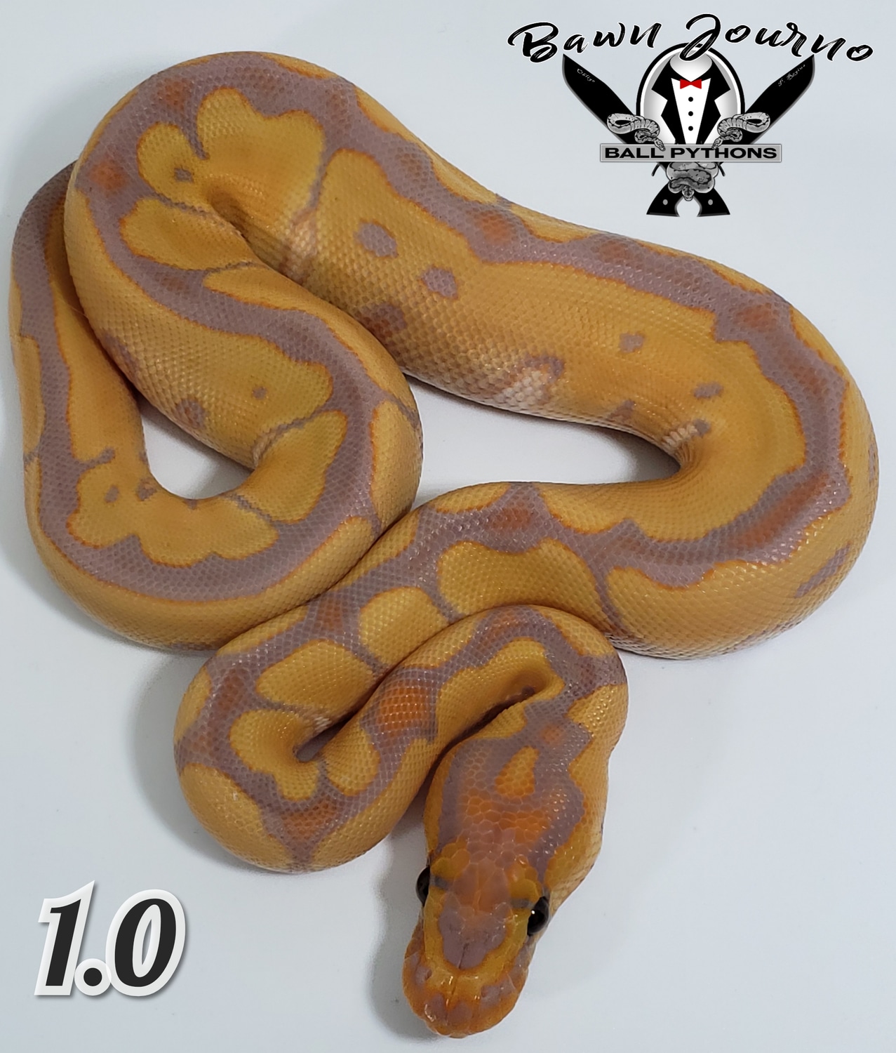 Banana Blade Clown Ball Python by Bawn Journo Ball Pythons MorphMarket