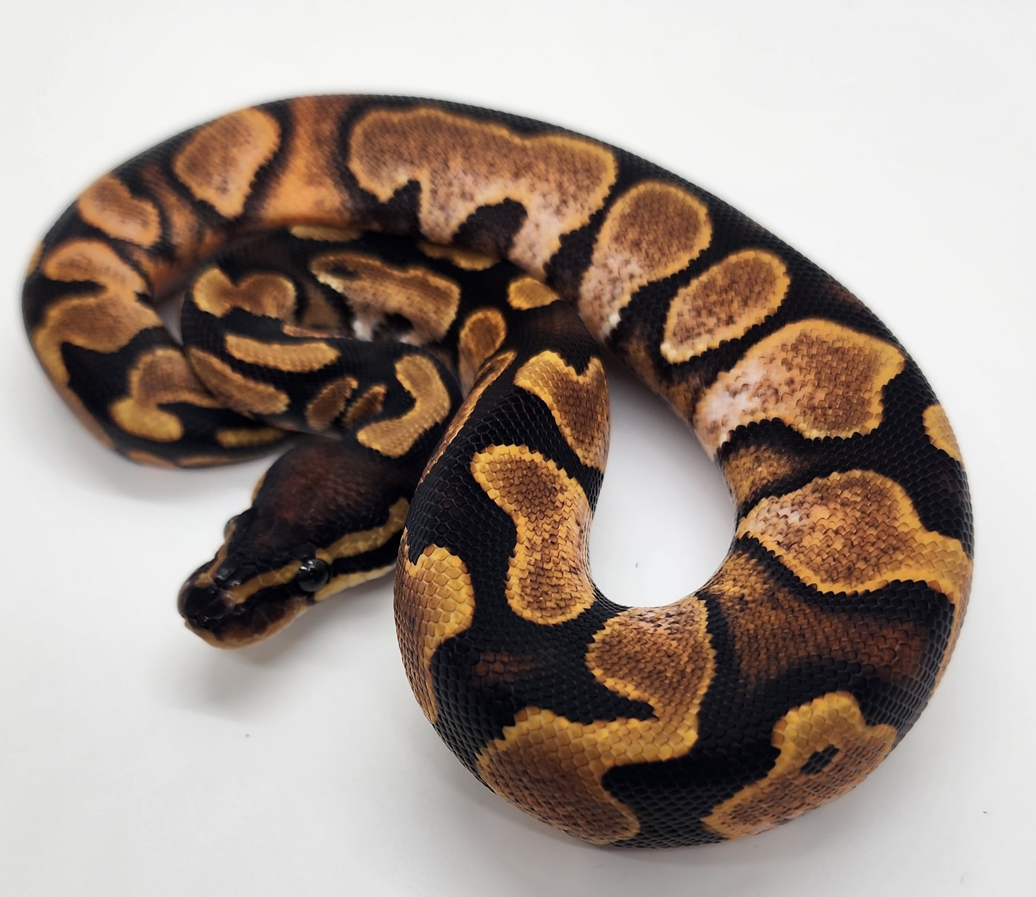 Male Sugar 66% Het Puzzle Ball Python by Bawn Journo Ball Pythons ...