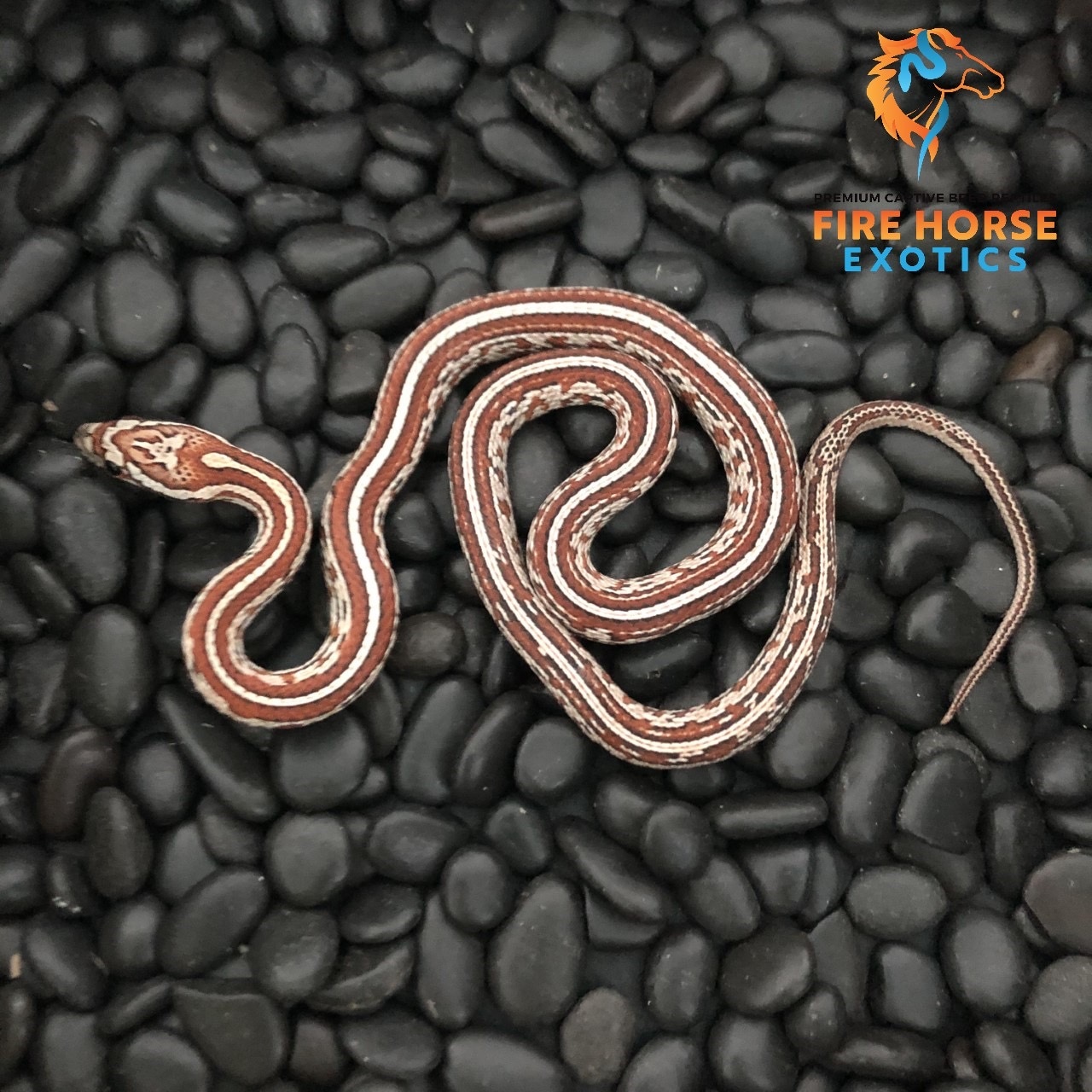 Tessera Het Scaleless Het Stripe Corn Snake by Fire Horse Exotics LLC ...