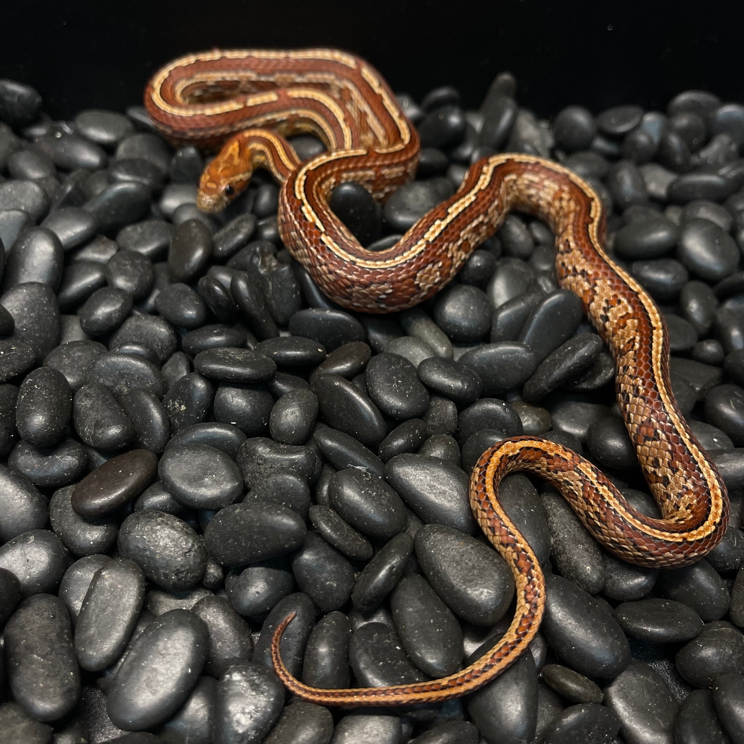 Tessera Het Scaleless Corn Snake by Fire Horse Exotics LLC - MorphMarket