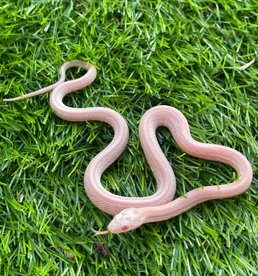Tessera Coral Pink Snow Corn Snake by Fire Horse Exotics LLC