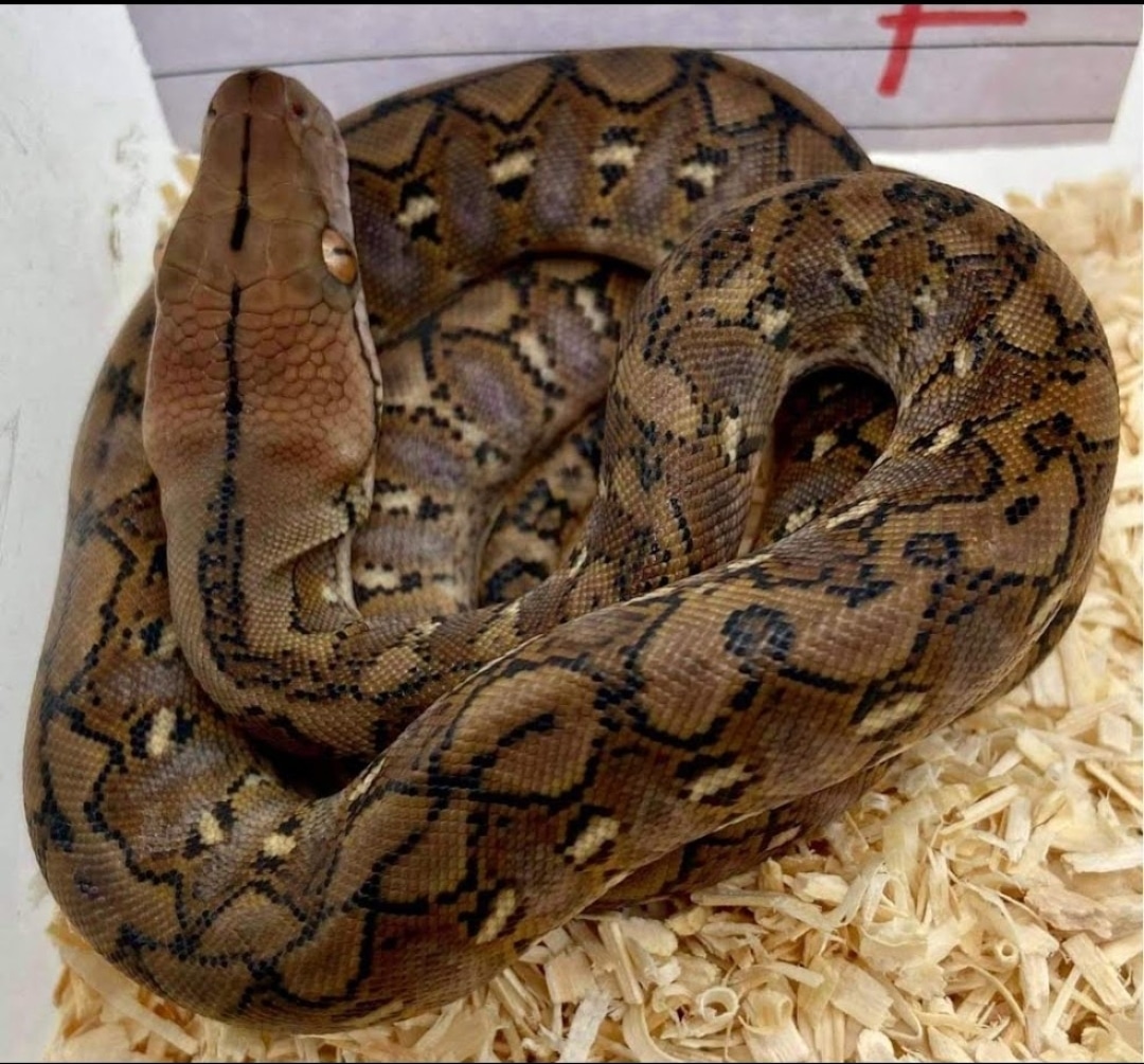 Cb21 Kalatoa Reticulated Python by Super Dwarf Reticulated Pythons UK ...