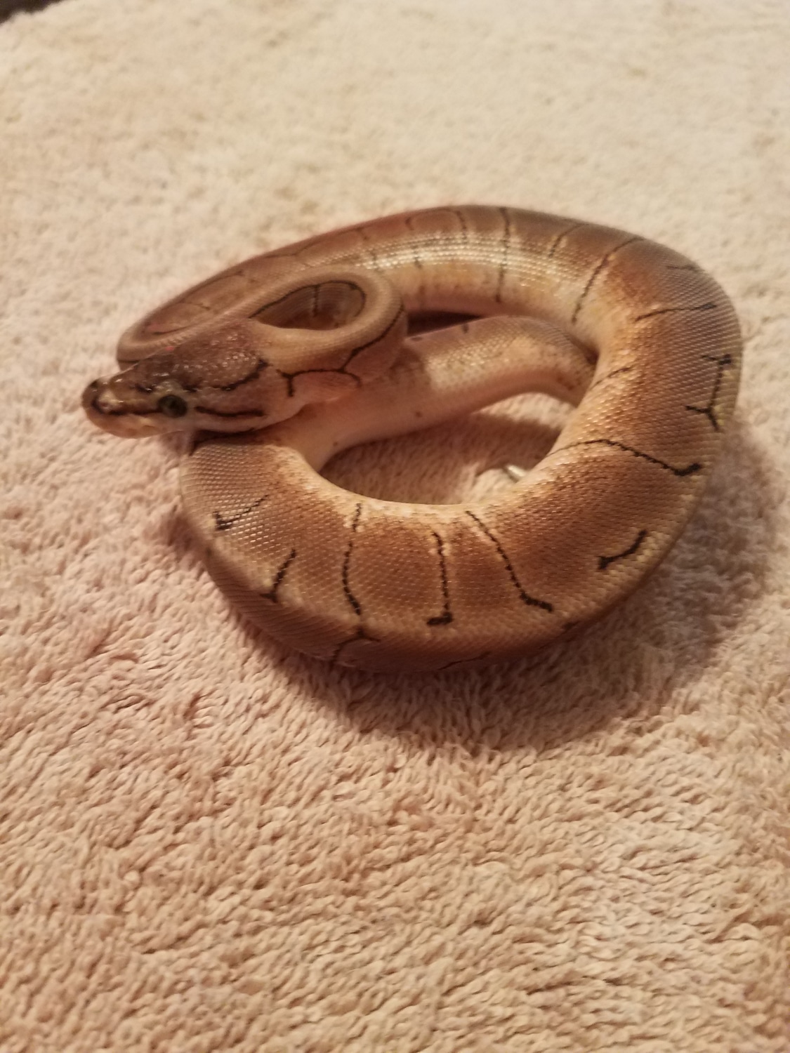 Spinner Ball Python by Bayou Snakes LLC - MorphMarket