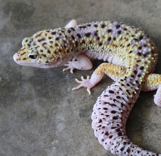 Hyper Xanthic Mack Snow Eclipse Leopard Gecko by Bayside Geckos