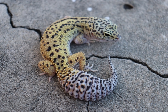 Black Night Hyper Xanthic Mack Snow Eclipse Leopard Gecko by Bayside Geckos
