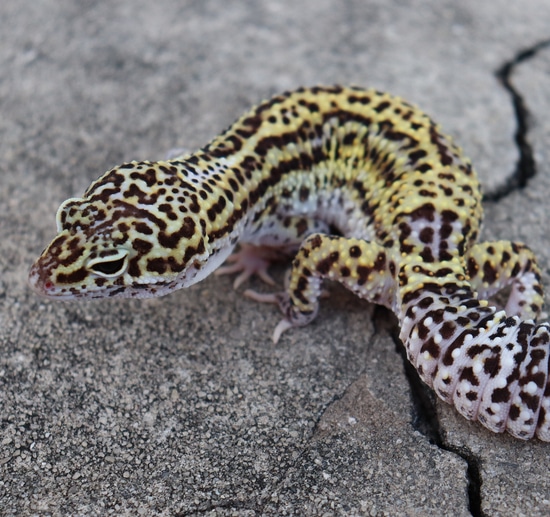 Black Night Mack Snow Eclipse Leopard Gecko by Bayside Geckos