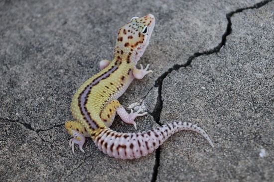 ◆RIETI◆ LEOPARD BIANCA RT 4045 C2 WYMSTE231) - WY, Mack Snow, Tremper Albino, Eclipse - Female