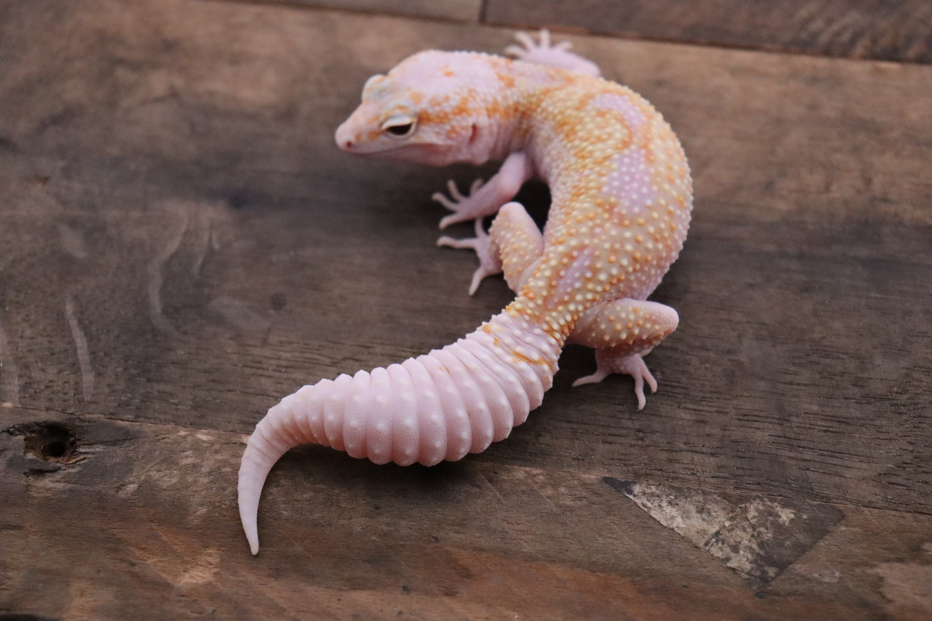 W&Y Mack Snow Tremper Eclipse Het Murphy Patternless Leopard