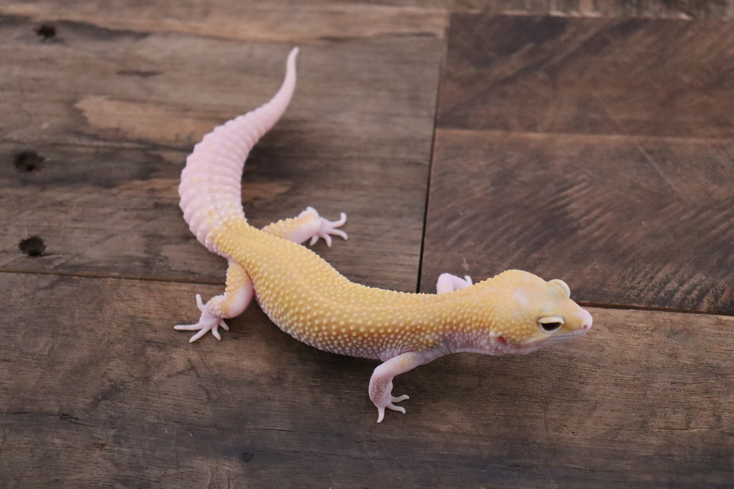 Ember (BN Lineage) Leopard Geckos by Bayside Geckos