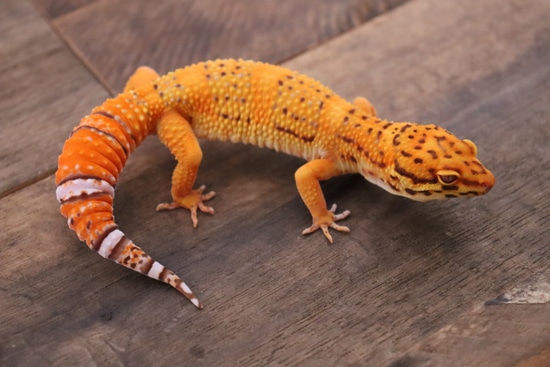 Tangerine Bell Albino Leopard Gecko by Bayside Geckos