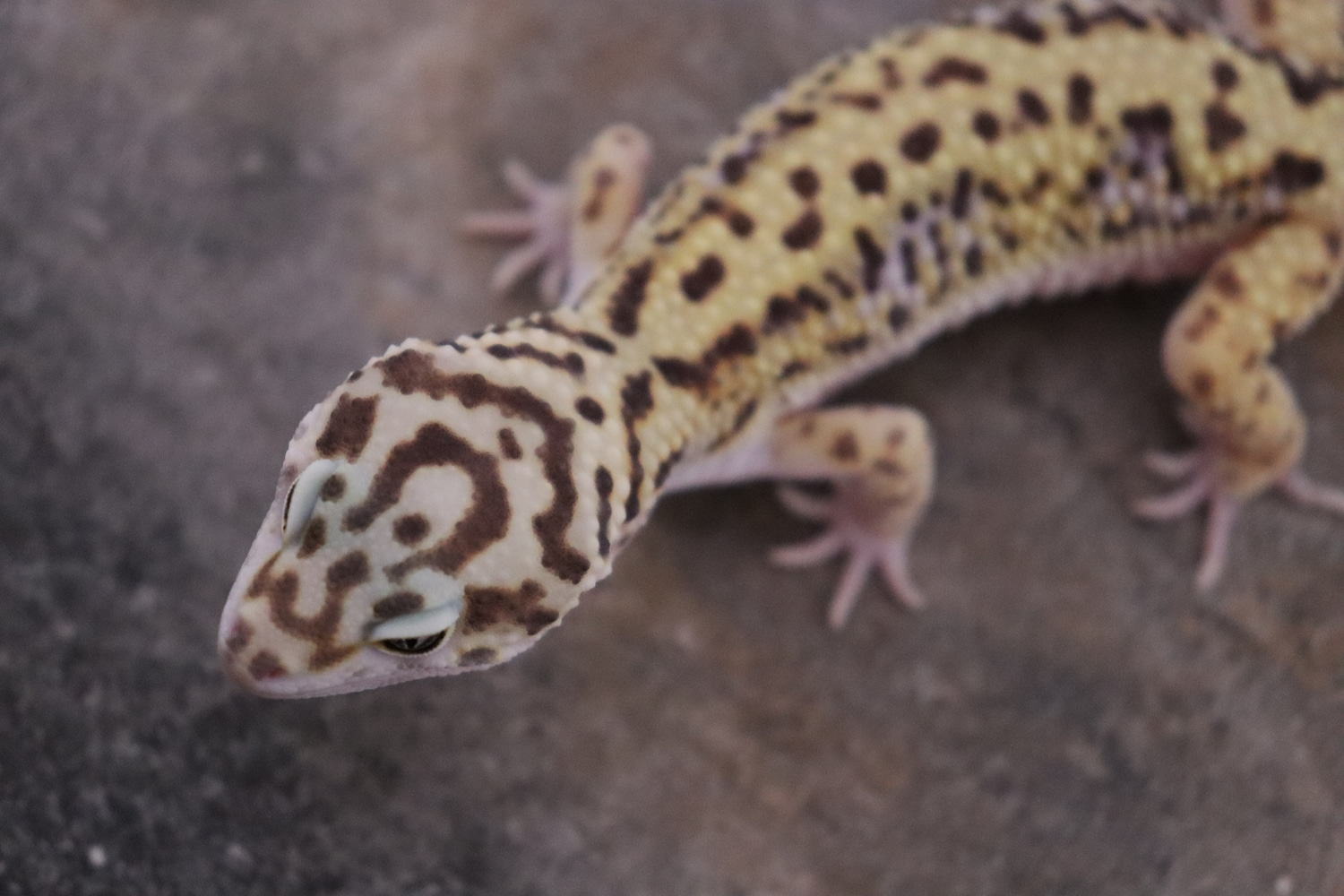 Bayside Geckos