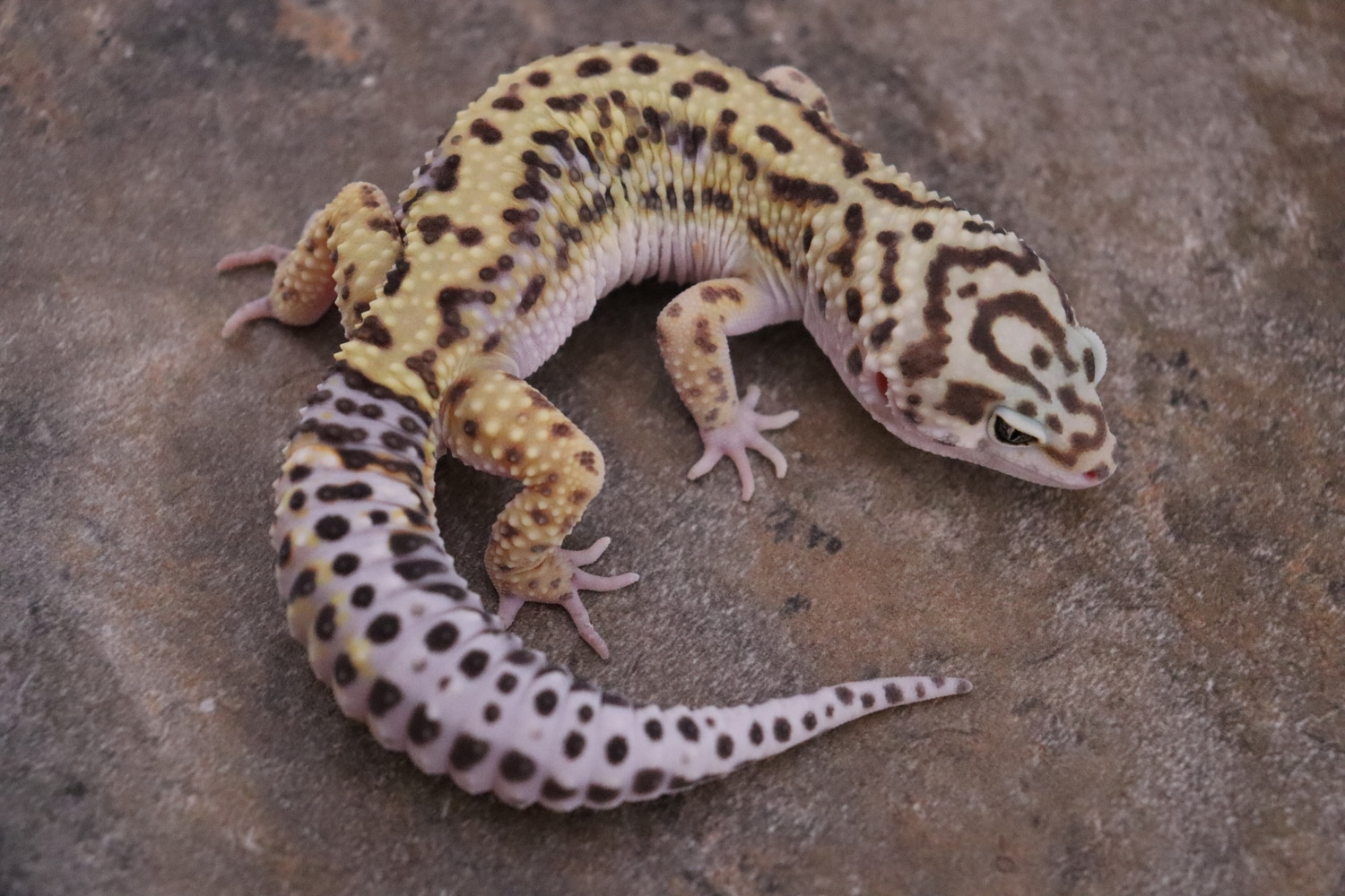 Bayside Geckos