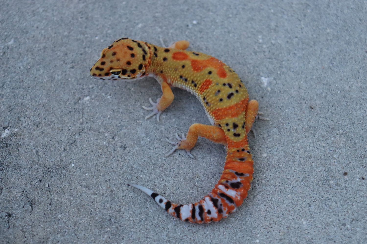 Bayside Geckos
