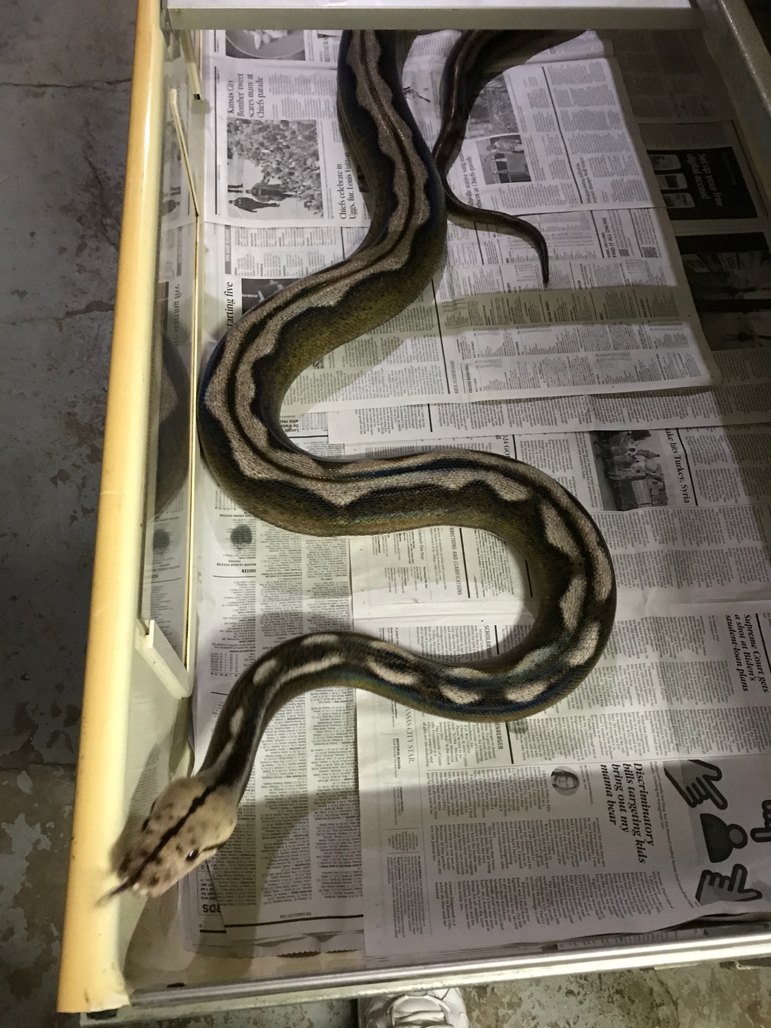Motley super tiger super sunfire reticulated python by dr larry s