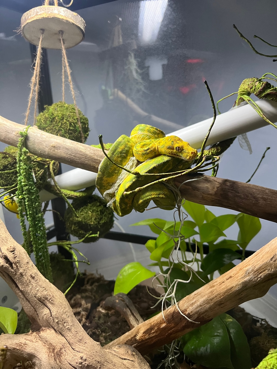 (Biak) Green Tree Python by Sister Serpents - MorphMarket